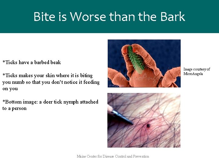 Bite is Worse than the Bark *Ticks have a barbed beak *Ticks makes your