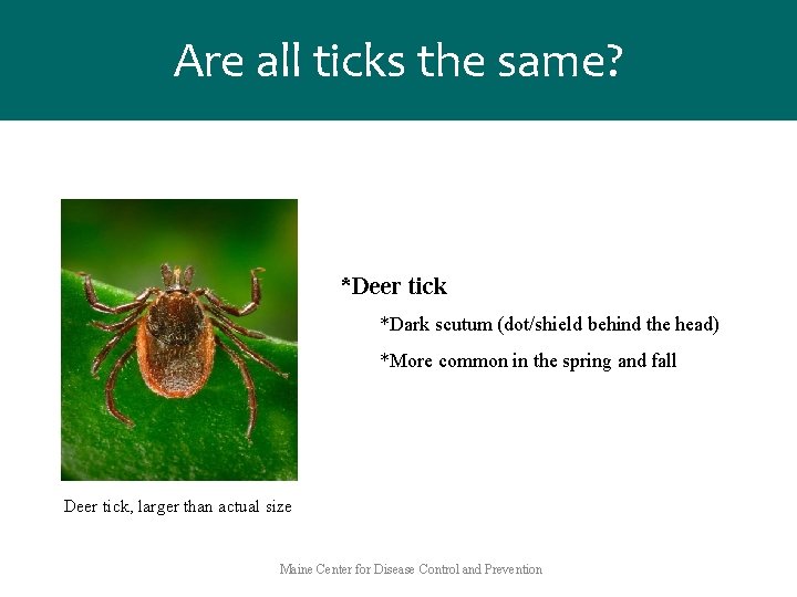 Are all ticks the same? *Deer tick *Dark scutum (dot/shield behind the head) *More