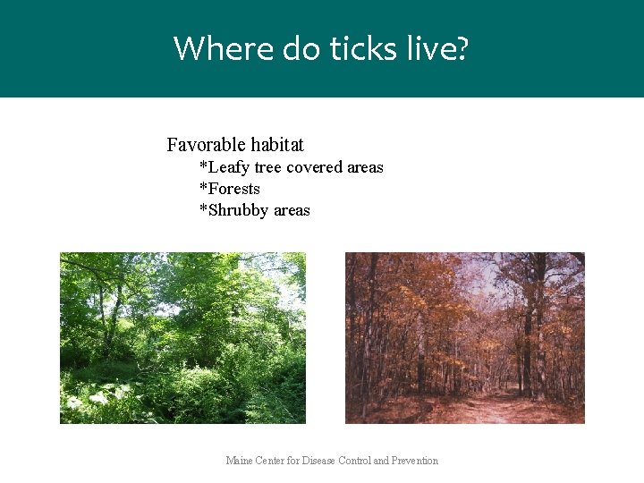 Where do ticks live? Favorable habitat *Leafy tree covered areas *Forests *Shrubby areas Maine