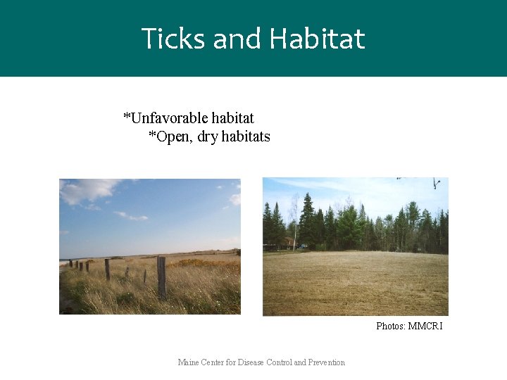Ticks and Habitat *Unfavorable habitat *Open, dry habitats Photos: MMCRI Maine Center for Disease