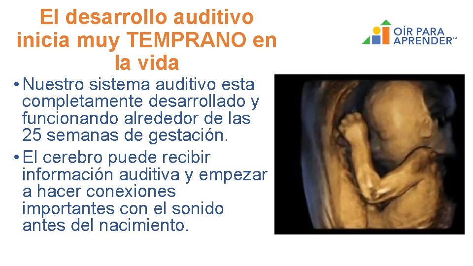 El desarrollo auditivo inicia muy TEMPRANO en la vida • Nuestro sistema auditivo esta