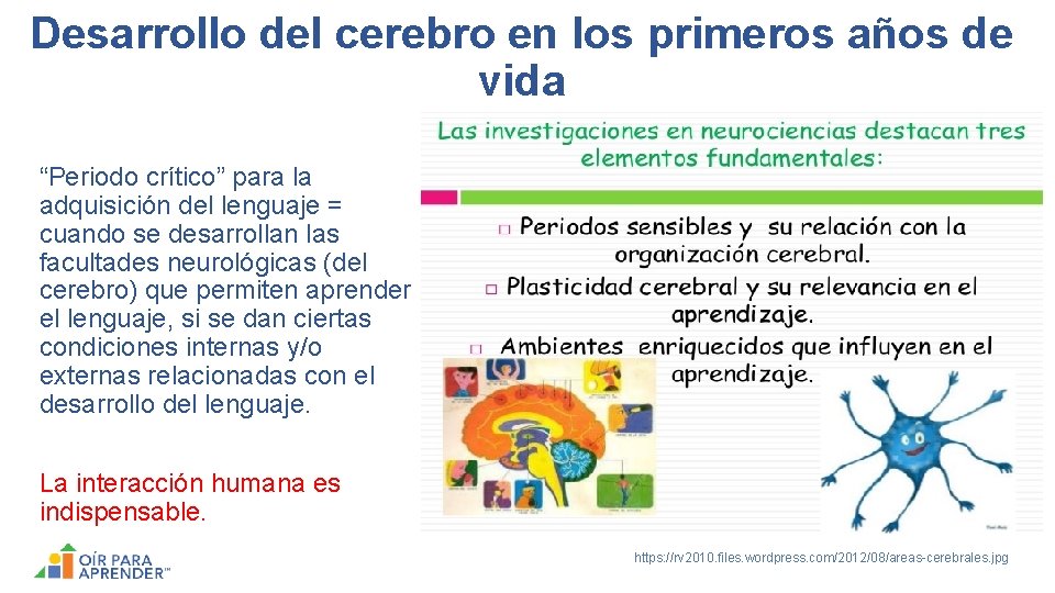 Desarrollo del cerebro en los primeros años de vida “Periodo crítico” para la adquisición