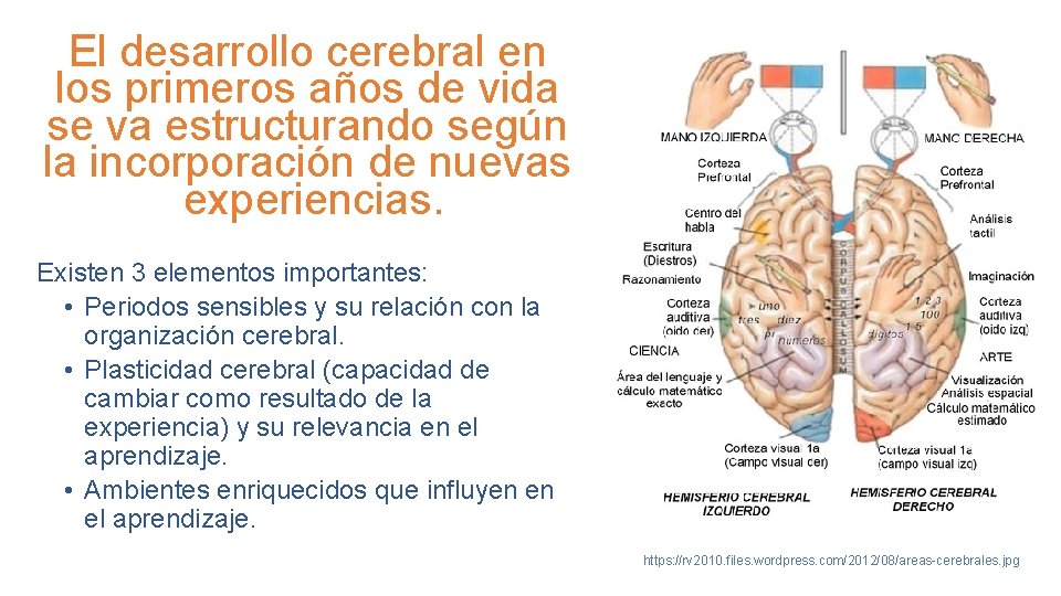 El desarrollo cerebral en los primeros años de vida se va estructurando según la
