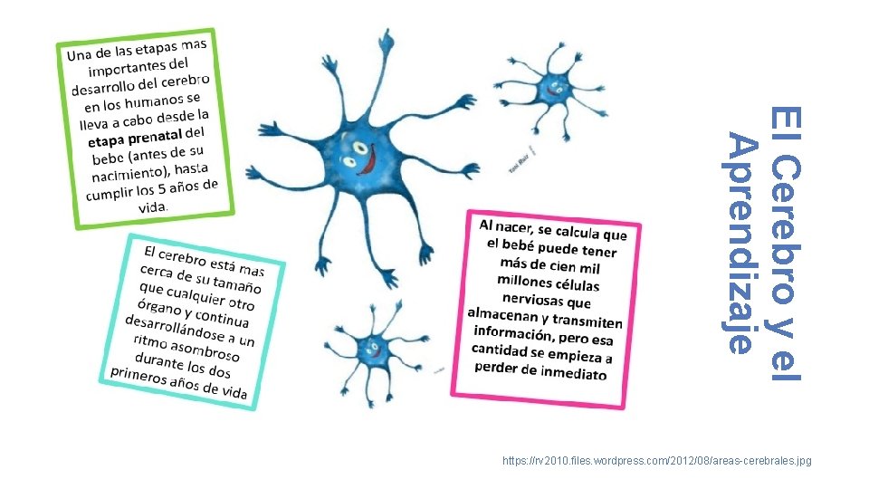 El Cerebro y el Aprendizaje https: //rv 2010. files. wordpress. com/2012/08/areas-cerebrales. jpg 