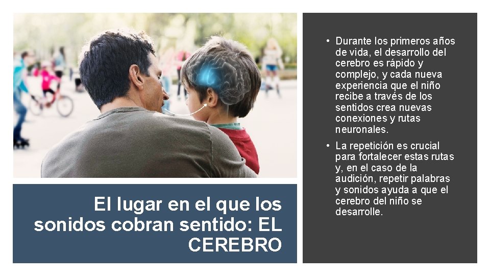  • Durante los primeros años de vida, el desarrollo del cerebro es rápido