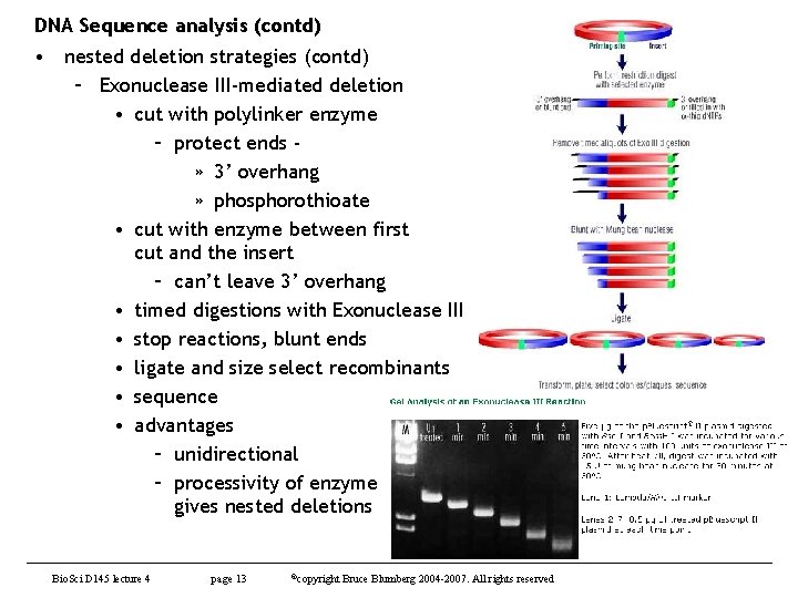 DNA Sequence analysis (contd) • nested deletion strategies (contd) – Exonuclease III-mediated deletion •