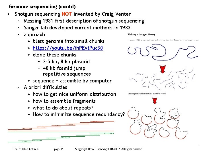 Genome sequencing (contd) • Shotgun sequencing NOT invented by Craig Venter – Messing 1981
