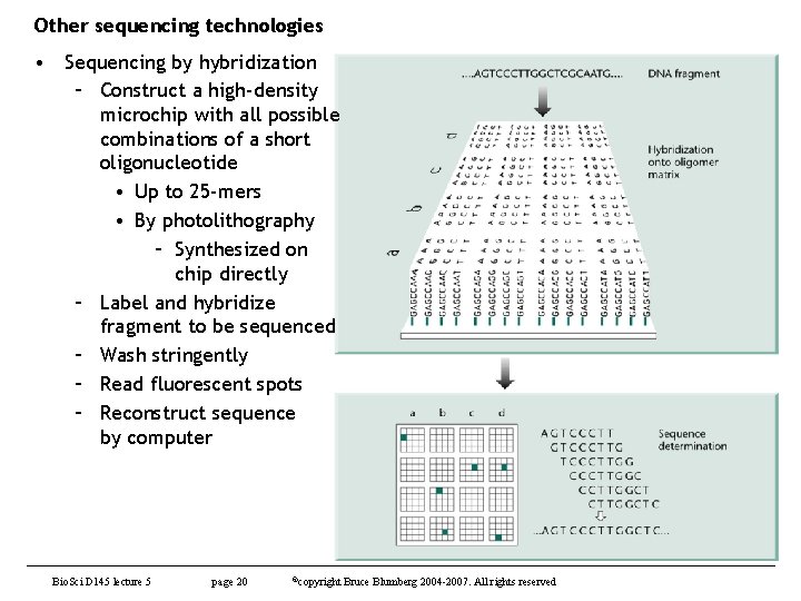 Other sequencing technologies • Sequencing by hybridization – Construct a high-density microchip with all