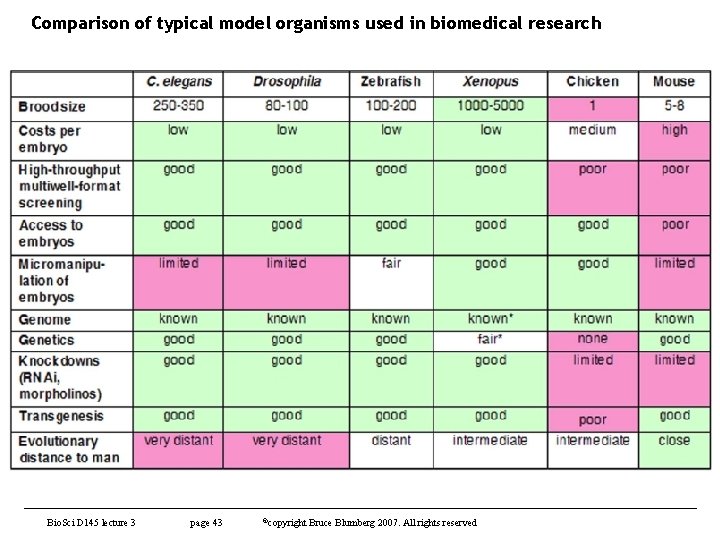 Comparison of typical model organisms used in biomedical research Bio. Sci D 145 lecture
