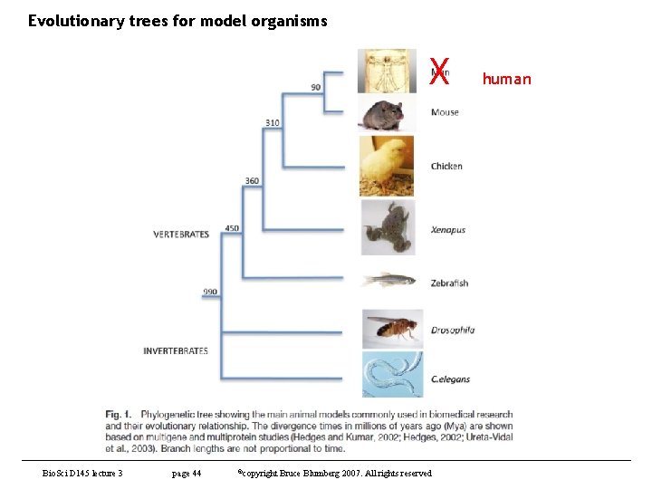 Evolutionary trees for model organisms X Bio. Sci D 145 lecture 3 page 44
