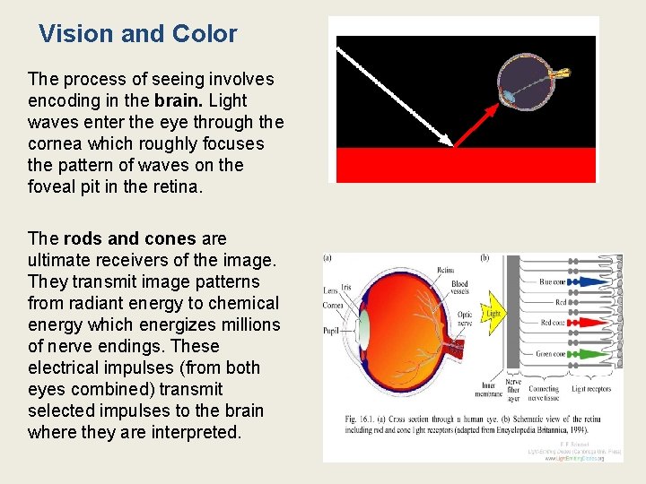 Vision and Color The process of seeing involves encoding in the brain. Light waves