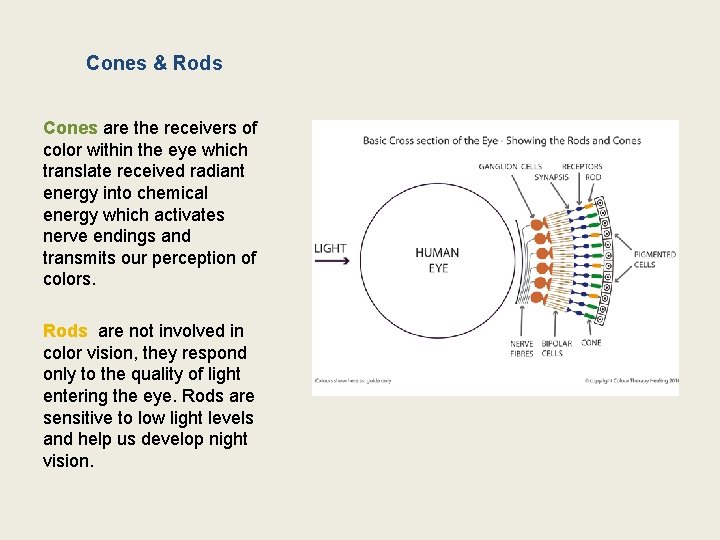 Cones & Rods Cones are the receivers of color within the eye which translate