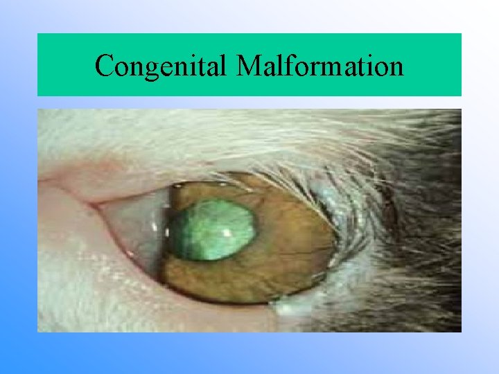 Congenital Malformation 