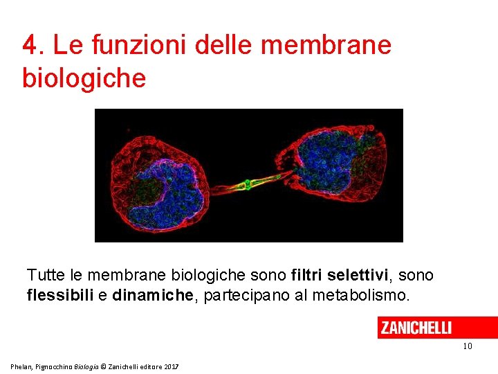 4. Le funzioni delle membrane biologiche Tutte le membrane biologiche sono filtri selettivi, sono