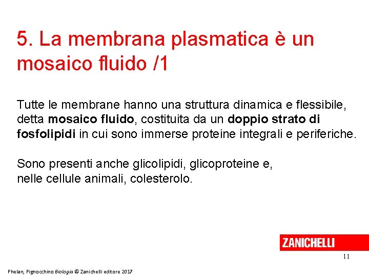 5. La membrana plasmatica è un mosaico fluido /1 Tutte le membrane hanno una