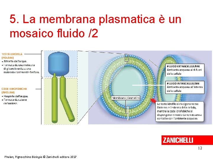 5. La membrana plasmatica è un mosaico fluido /2 12 Phelan, Pignocchino Biologia ©