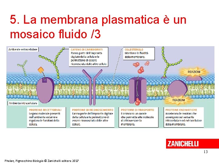 5. La membrana plasmatica è un mosaico fluido /3 13 Phelan, Pignocchino Biologia ©