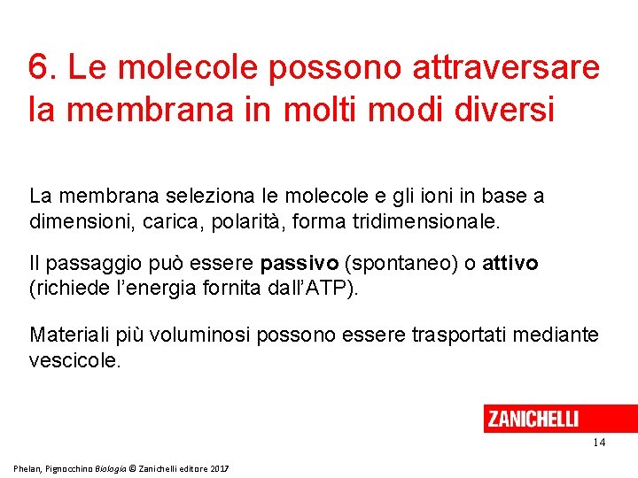 6. Le molecole possono attraversare la membrana in molti modi diversi La membrana seleziona