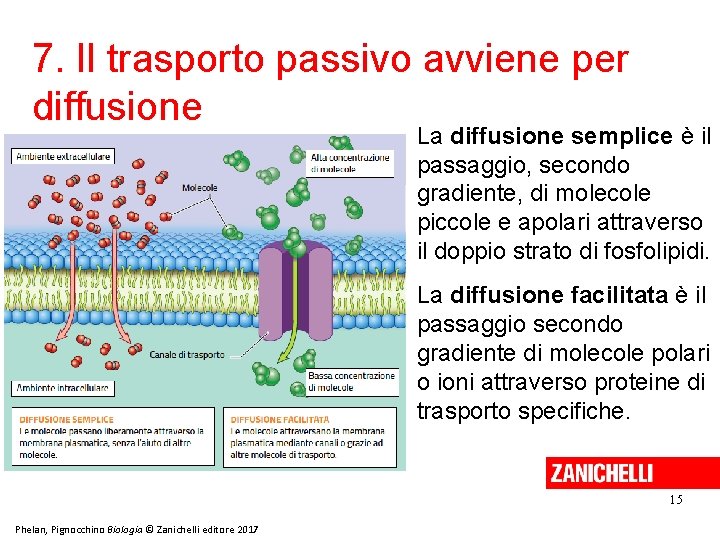 7. Il trasporto passivo avviene per diffusione La diffusione semplice è il passaggio, secondo