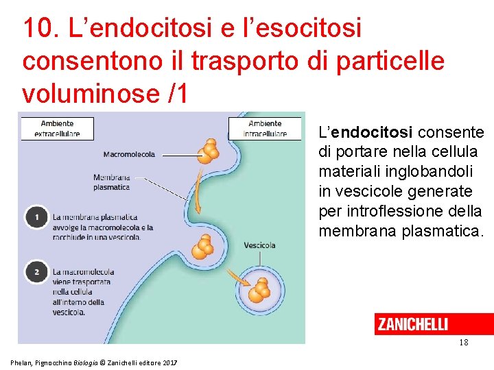 10. L’endocitosi e l’esocitosi consentono il trasporto di particelle voluminose /1 L’endocitosi consente di