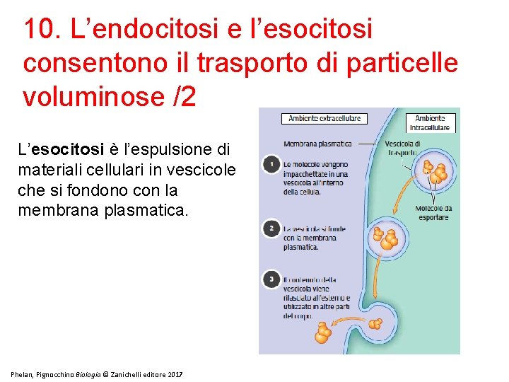 10. L’endocitosi e l’esocitosi consentono il trasporto di particelle voluminose /2 L’esocitosi è l’espulsione