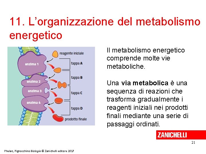 11. L’organizzazione del metabolismo energetico Il metabolismo energetico comprende molte vie metaboliche. Una via