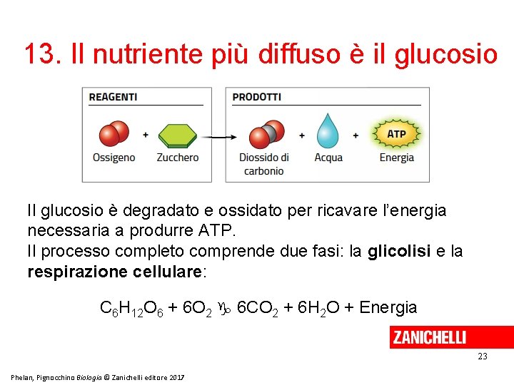 13. Il nutriente più diffuso è il glucosio Il glucosio è degradato e ossidato