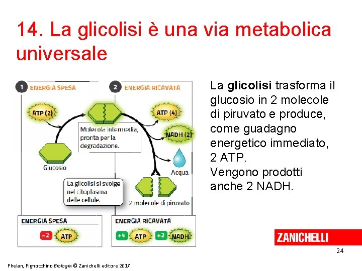 14. La glicolisi è una via metabolica universale La glicolisi trasforma il glucosio in