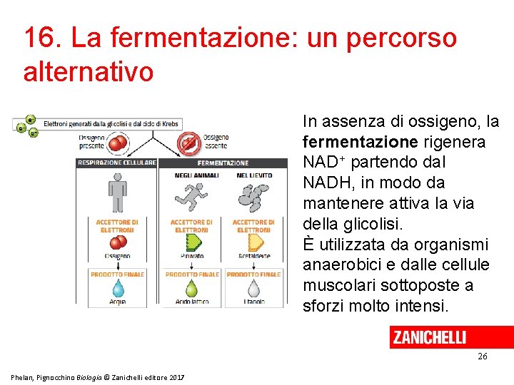 16. La fermentazione: un percorso alternativo In assenza di ossigeno, la fermentazione rigenera NAD+