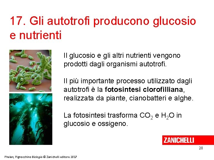 17. Gli autotrofi producono glucosio e nutrienti Il glucosio e gli altri nutrienti vengono