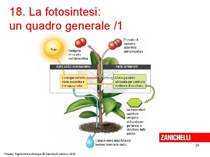 18. La fotosintesi: un quadro generale /1 29 Phelan, Pignocchino Biologia © Zanichelli editore