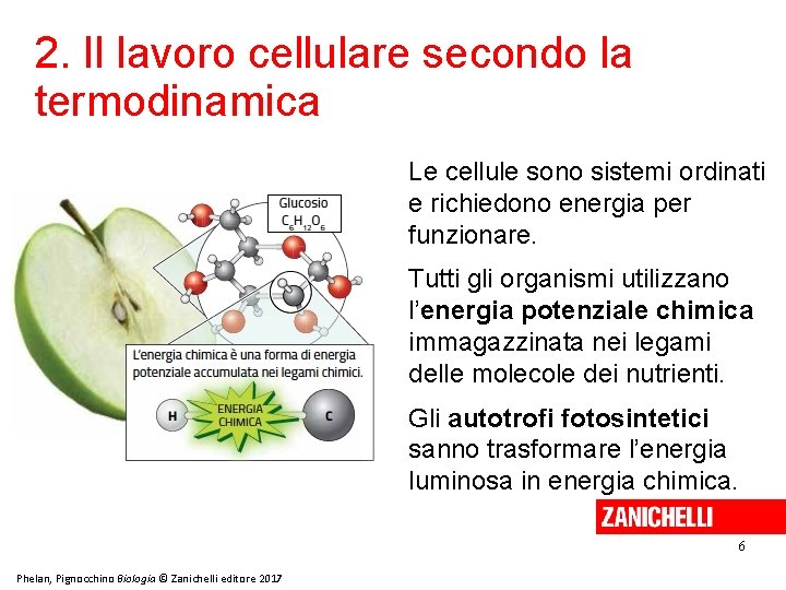 2. Il lavoro cellulare secondo la termodinamica Le cellule sono sistemi ordinati e richiedono