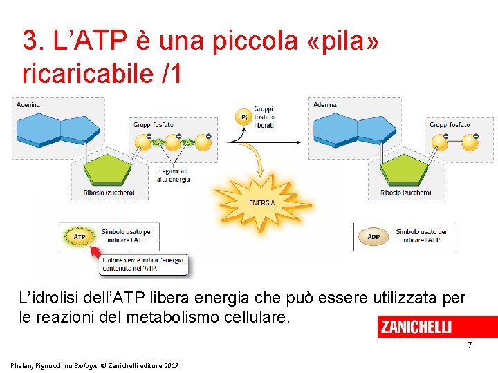 3. L’ATP è una piccola «pila» ricabile /1 L’idrolisi dell’ATP libera energia che può