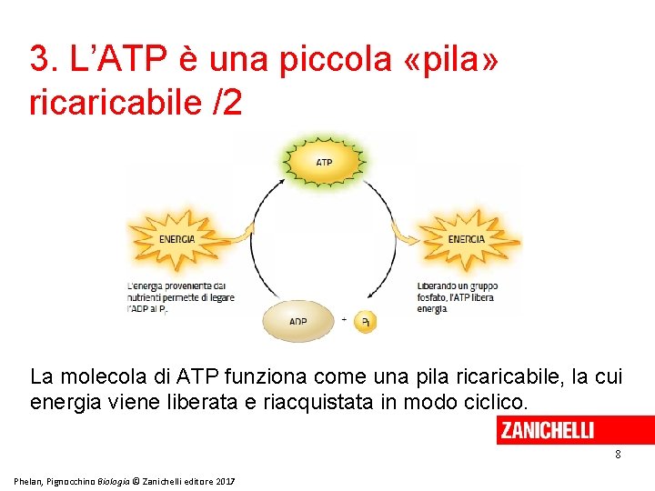 3. L’ATP è una piccola «pila» ricabile /2 La molecola di ATP funziona come