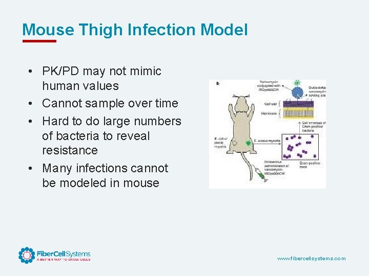 Mouse Thigh Infection Model • PK/PD may not mimic human values • Cannot sample