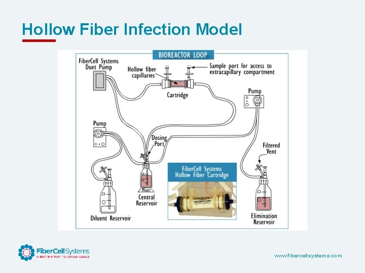Hollow Fiber Infection Model www. fibercellsystems. com 