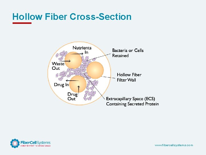 Hollow Fiber Cross-Section www. fibercellsystems. com 