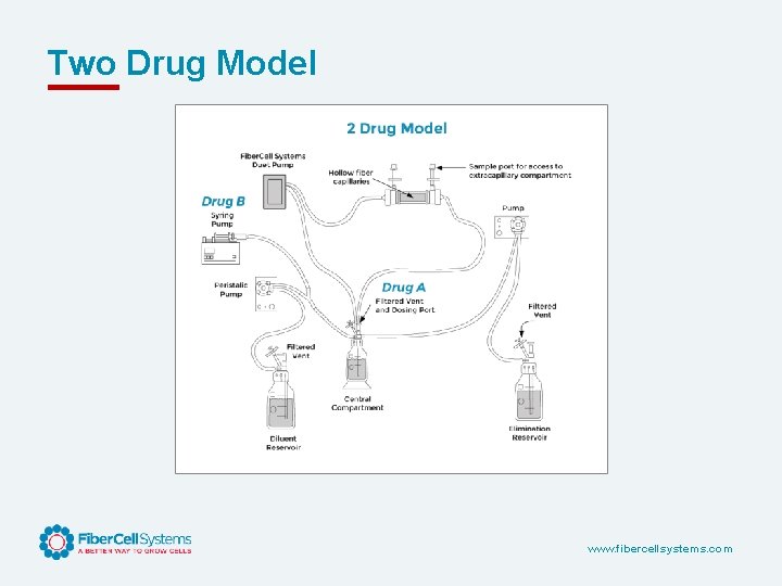 Two Drug Model www. fibercellsystems. com 
