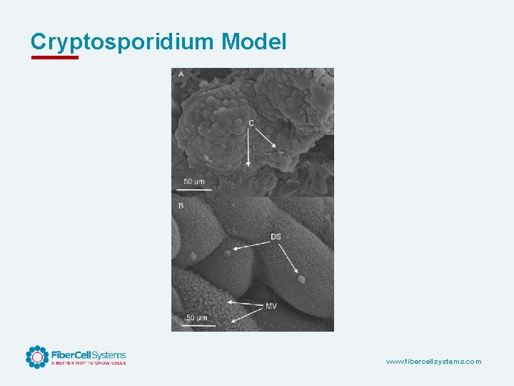 Cryptosporidium Model www. fibercellsystems. com 