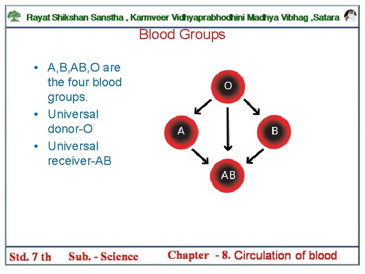 Blood Groups • A, B, AB, O are the four blood groups. • Universal