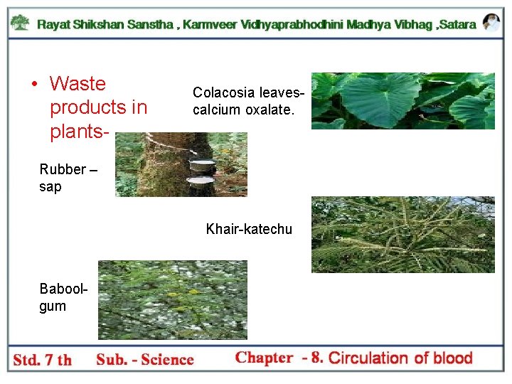  • Waste products in plants- Colacosia leavescalcium oxalate. Rubber – sap Khair-katechu Baboolgum