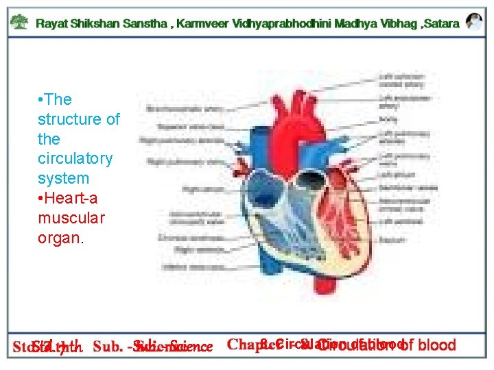  • The structure of the circulatory system • Heart-a muscular organ. Std. 7