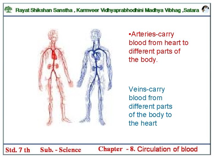  • Arteries-carry blood from heart to different parts of the body. Veins-carry blood