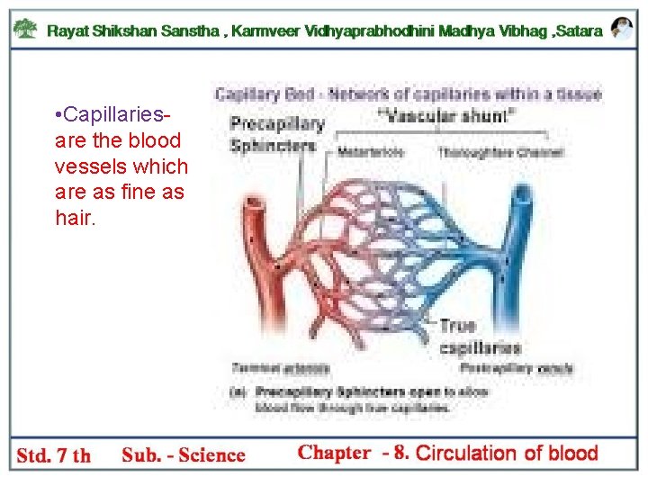  • Capillariesare the blood vessels which are as fine as hair. 