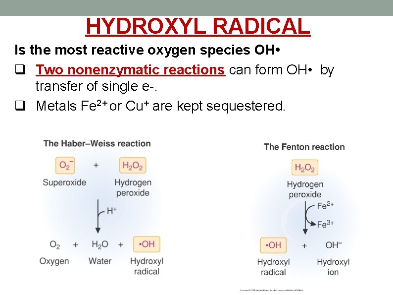 HYDROXYL RADICAL Is the most reactive oxygen species OH • q Two nonenzymatic reactions