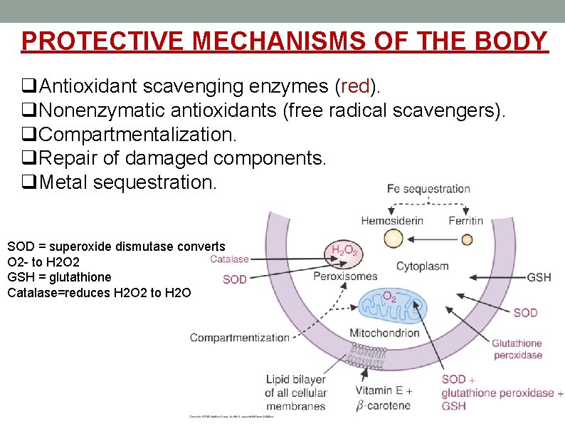 PROTECTIVE MECHANISMS OF THE BODY q. Antioxidant scavenging enzymes (red). q. Nonenzymatic antioxidants (free