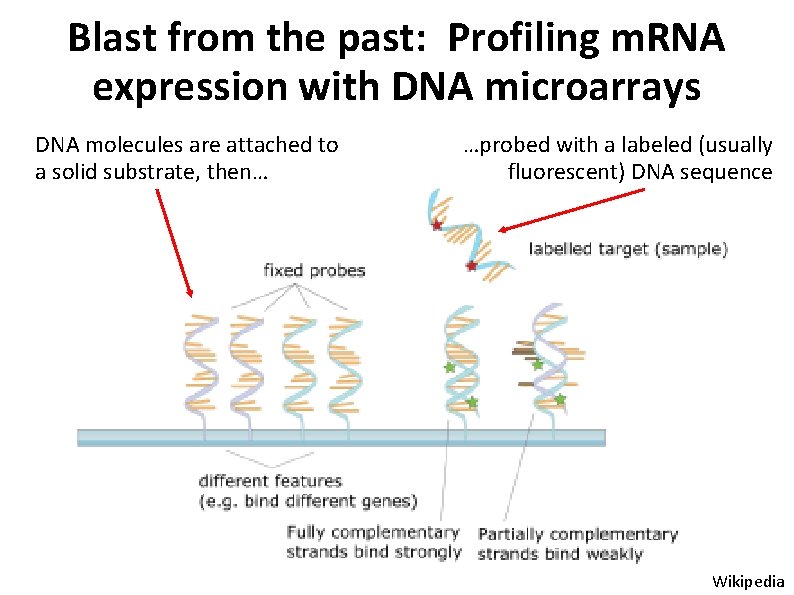 Blast from the past: Profiling m. RNA expression with DNA microarrays DNA molecules are