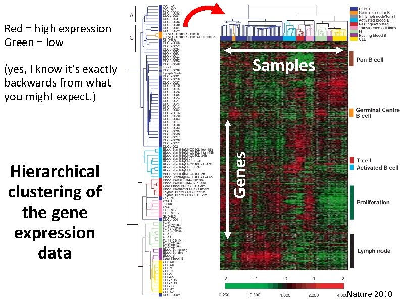 Red = high expression Green = low Samples Hierarchical clustering of the gene expression