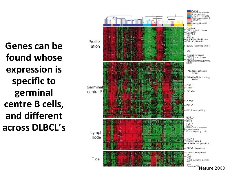 Genes can be found whose expression is specific to germinal centre B cells, and
