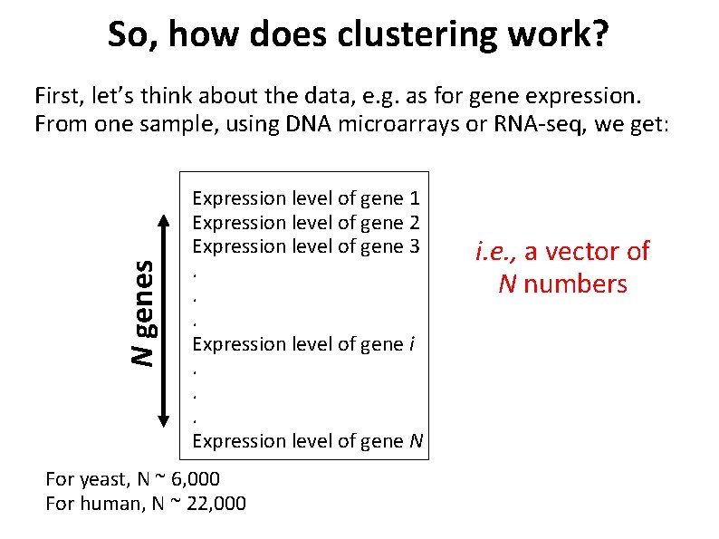 So, how does clustering work? N genes First, let’s think about the data, e.